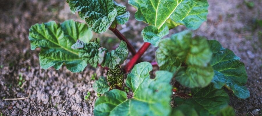 VIDEO: How-To... Split Rhubarb