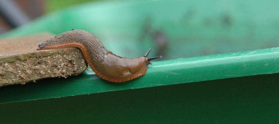 ‘Super-sized sleepless slugs’ on the march