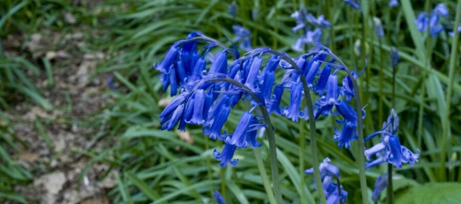 BLUEBELL WALKS AT RODE HALL