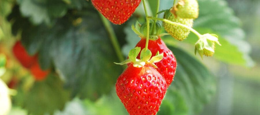 Strawberries - Sweet Success