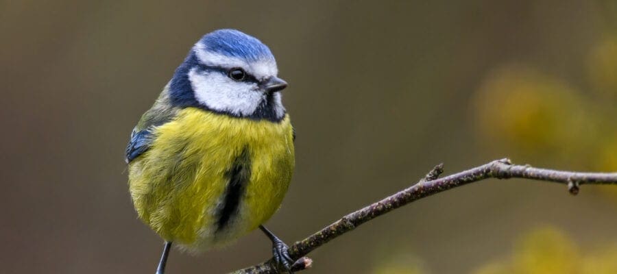 RSPB'S Birdsong Initiative to Act on Climate Change