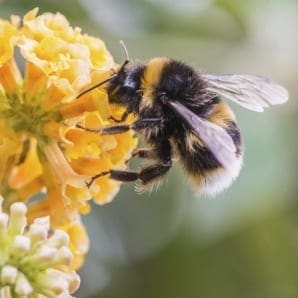 TV wildlife presenters urge public to join Great British Bee count 2015