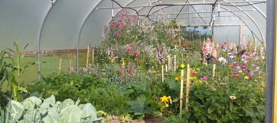 Perfect Polytunnels and Glorious Greenhouses- All you need for undercover
