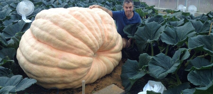Paton pumpkins set for new record