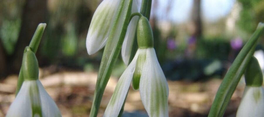 Snowdrop Festival brings first signs of Spring