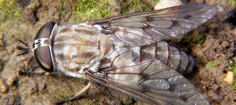 Be pest aware following reported surge in fly bites