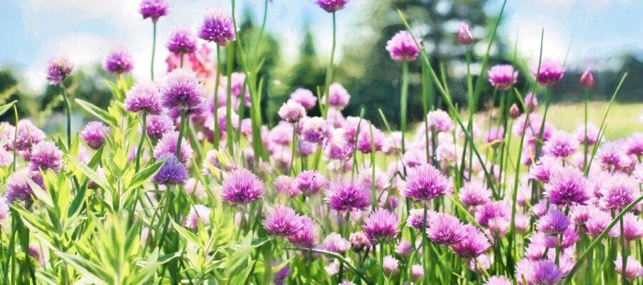 Chives: Star of the Herb Garden