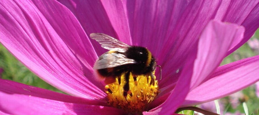 Plant a bespoke bee garden