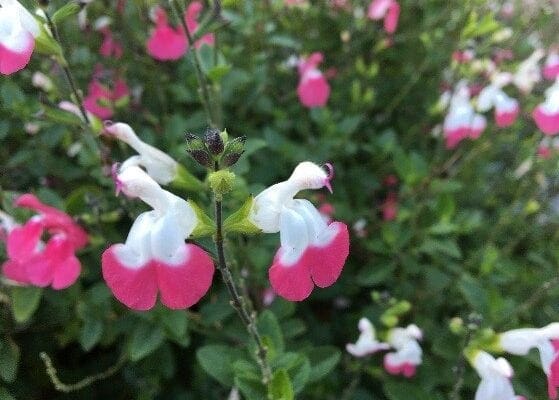 Pucker Up For Salvia 'Pink Lips'