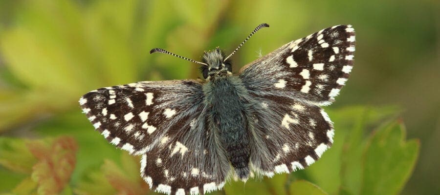 Bad year for butterflies