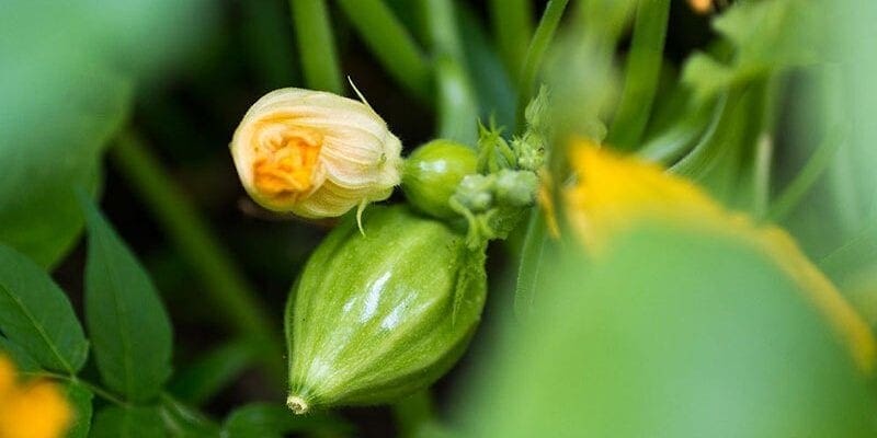 Essential Nutrients to Improve Plant Flowering