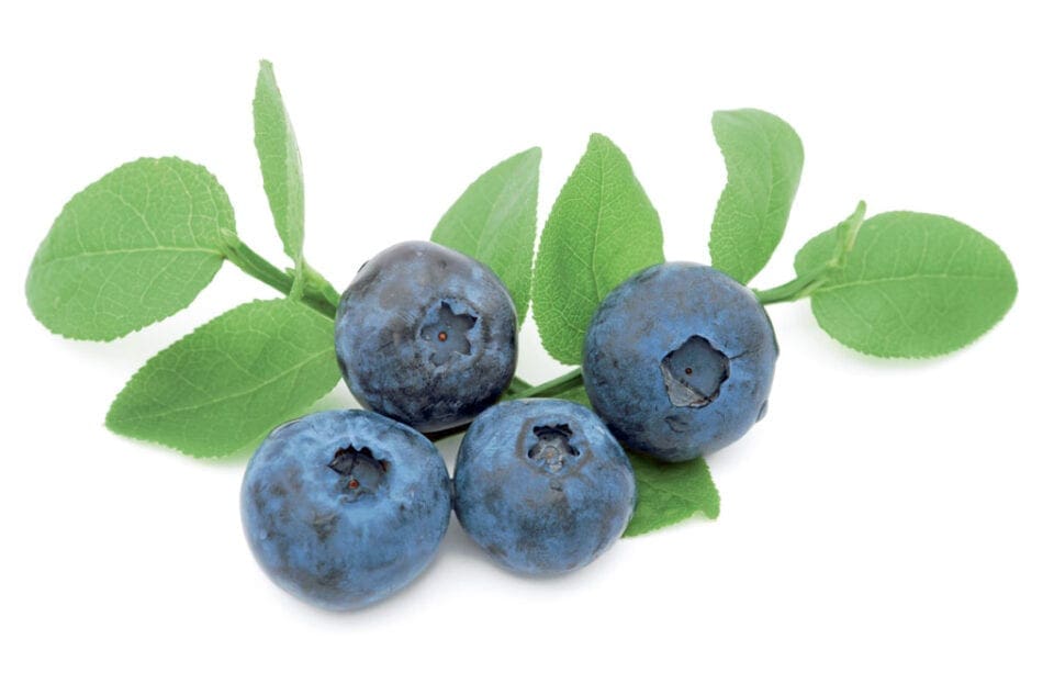 A few blueberries on a white background.