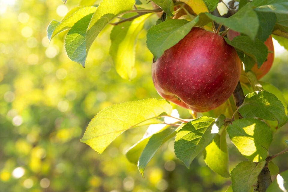 How to grow Apples Kitchen Garden
