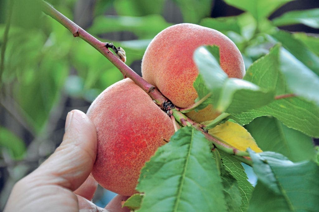 How To Grow Peaches Kitchen Garden
