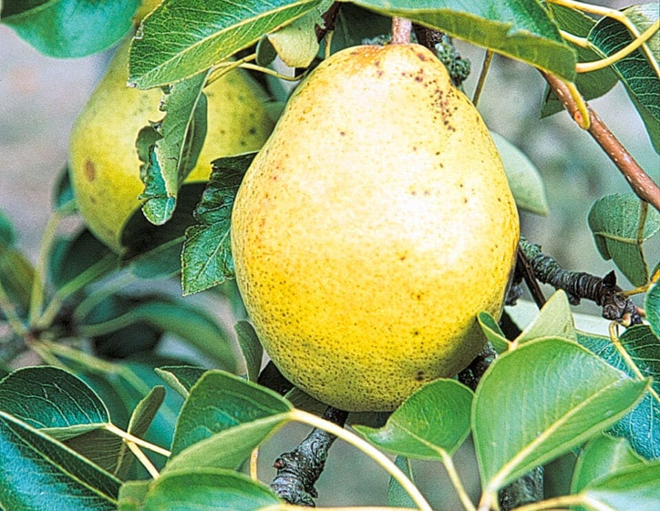 How to grow: Pears - Kitchen Garden What Does Grow A Pear Mean