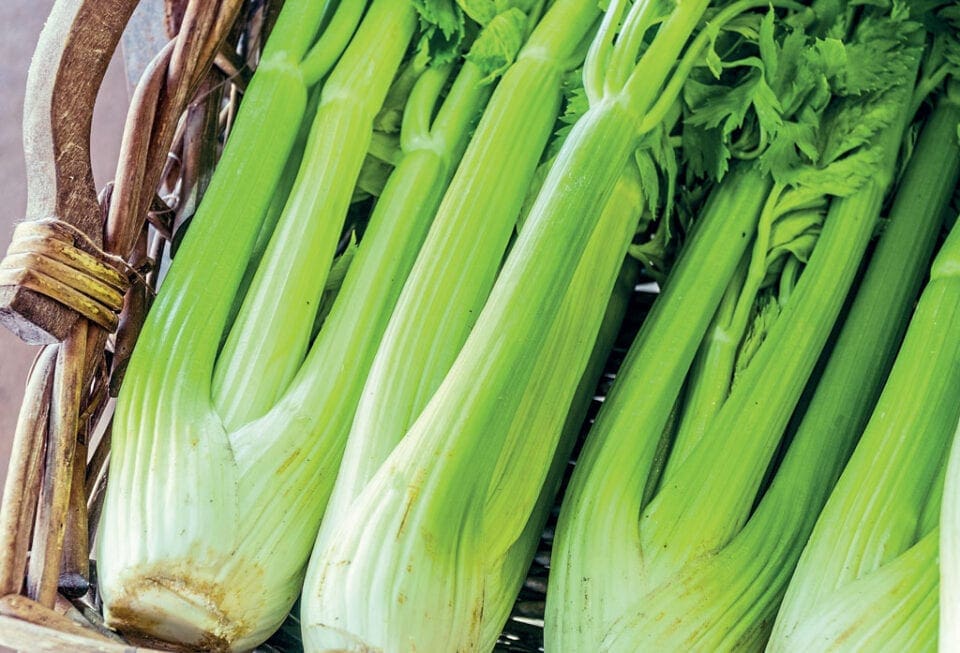 A collection of harvested celery plants in a basket.