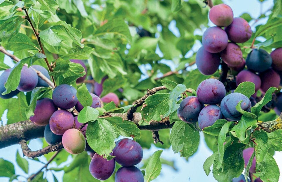 Plums on a tree.