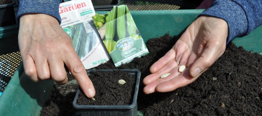sowing courgettes