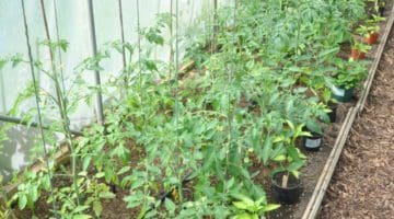 KG tomato crop 2022
